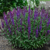 New Dimension&trade; Blue Salvia - Nature Hills Nursery - #1 Container - 