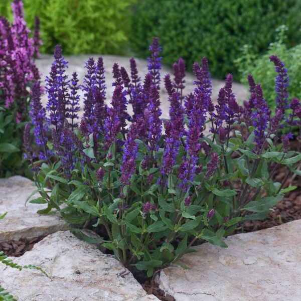 New Dimension&trade; Blue Salvia - Nature Hills Nursery - #1 Container - 