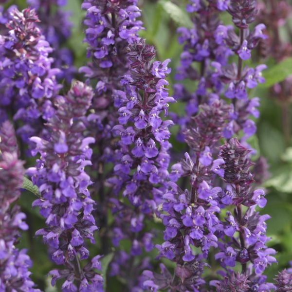 New Dimension&trade; Blue Salvia - Nature Hills Nursery - #1 Container - 