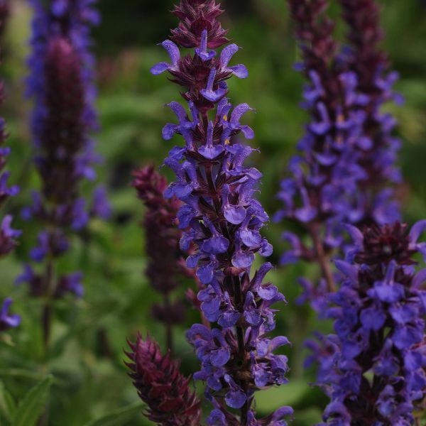 New Dimension&trade; Blue Salvia - Nature Hills Nursery - #1 Container - 