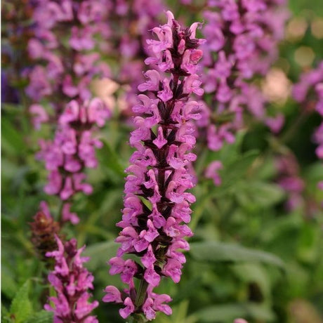 New Dimension&trade; Rose Salvia - Nature Hills Nursery - #1 Container 2 Pack - 