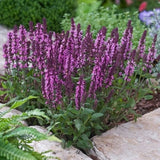 New Dimension&trade; Rose Salvia - Nature Hills Nursery - #1 Container 2 Pack - 