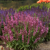 New Dimension&trade; Rose Salvia - Nature Hills Nursery - #1 Container 2 Pack - 