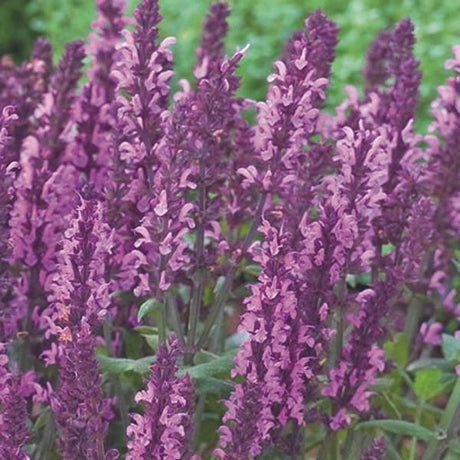 New Dimension&trade; Rose Salvia - Nature Hills Nursery - #1 Container 2 Pack - 