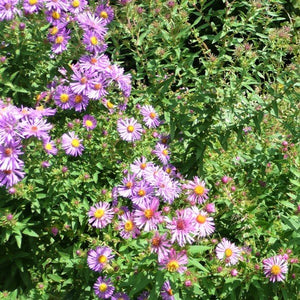 New England Aster - Nature Hills Nursery - #1 Container - 