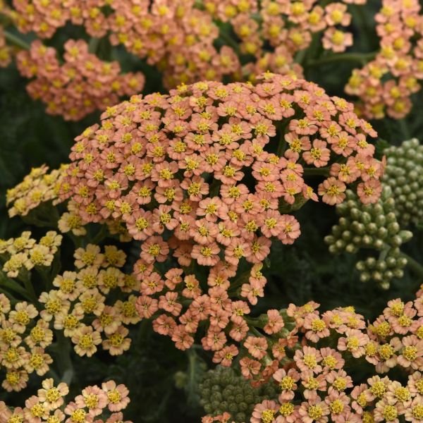 New Vintage™ Terracotta Yarrow - Nature Hills Nursery - #1 Container - 