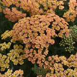 New Vintage™ Terracotta Yarrow - Nature Hills Nursery - #1 Container - 