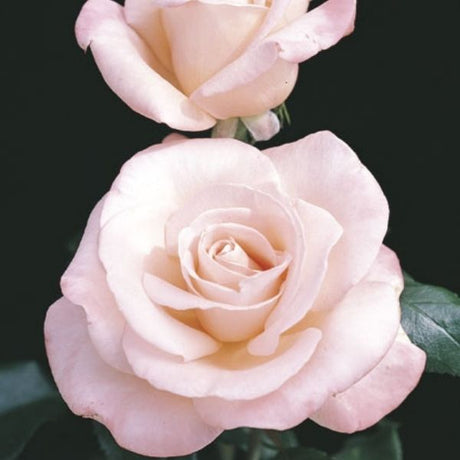 New Zealand Hybrid Tea Rose - Rose - Nature Hills Nursery - 2 Container - 