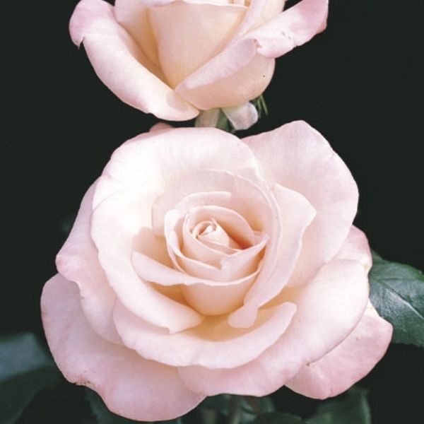 New Zealand Hybrid Tea Rose