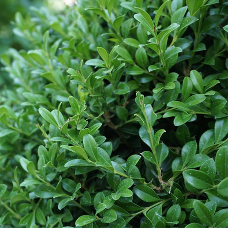 Dense, glossy dark green foliage of NewGen Independence Boxwood shrub with small oval leaves.