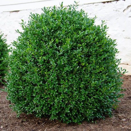 NewGen Independence Boxwood shrub with dense dark green foliage trimmed into a perfect globe shape in a mulched garden bed.