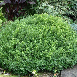 NewGen Liberty Belle® Boxwood - Bush - Nature Hills Nursery - 3 Container - 