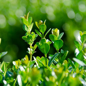 NewGen&reg; Freedom Boxwood - Nature Hills Nursery - #2 Container - 