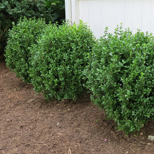 NewGen&reg; Freedom Boxwood - Nature Hills Nursery - #2 Container - 