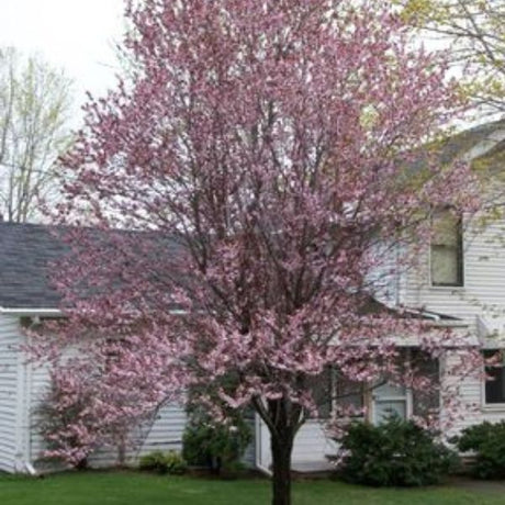 Close-up of pink prunus flowers on Newport Flowering Plum Tree blooming in early spring.