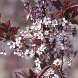 Deciduous foliage of Newport Flowering Plum Tree (Prunus cerasifera 'Newport') in a garden setting.