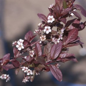 Newport Flowering Plum Tree (Prunus cerasifera 'Newport') growing in a garden landscape, showing mature tree form.