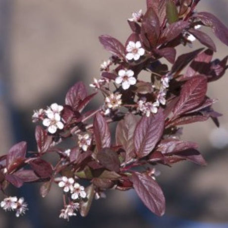 Newport Flowering Plum Tree (Prunus cerasifera 'Newport') growing in a garden landscape, showing mature tree form.