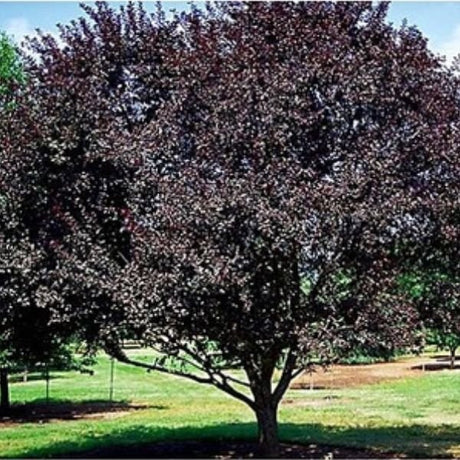 Newport Flowering Plum Tree (Prunus cerasifera 'Newport'), a tree featuring pink flowers and deciduous.