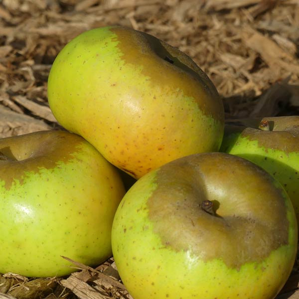 Newtown Pippin Apple Tree - Nature Hills Nursery - 4 - 5 Feet Bareroot - 