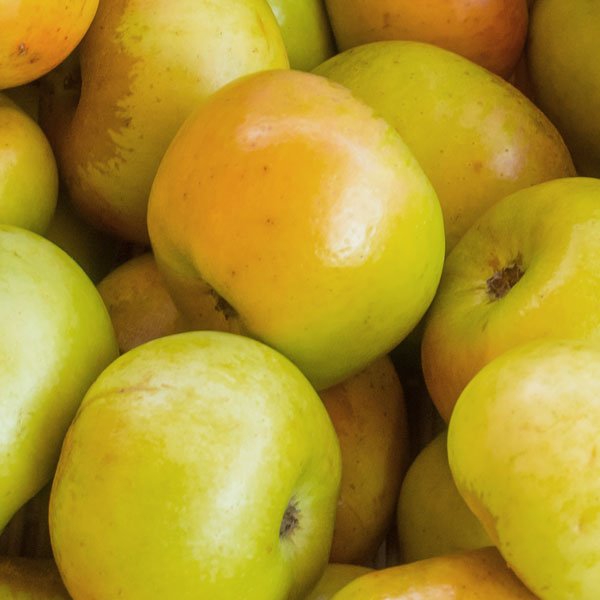 Newtown Pippin Apple Tree - Nature Hills Nursery - 4 - 5 Feet Bareroot - 