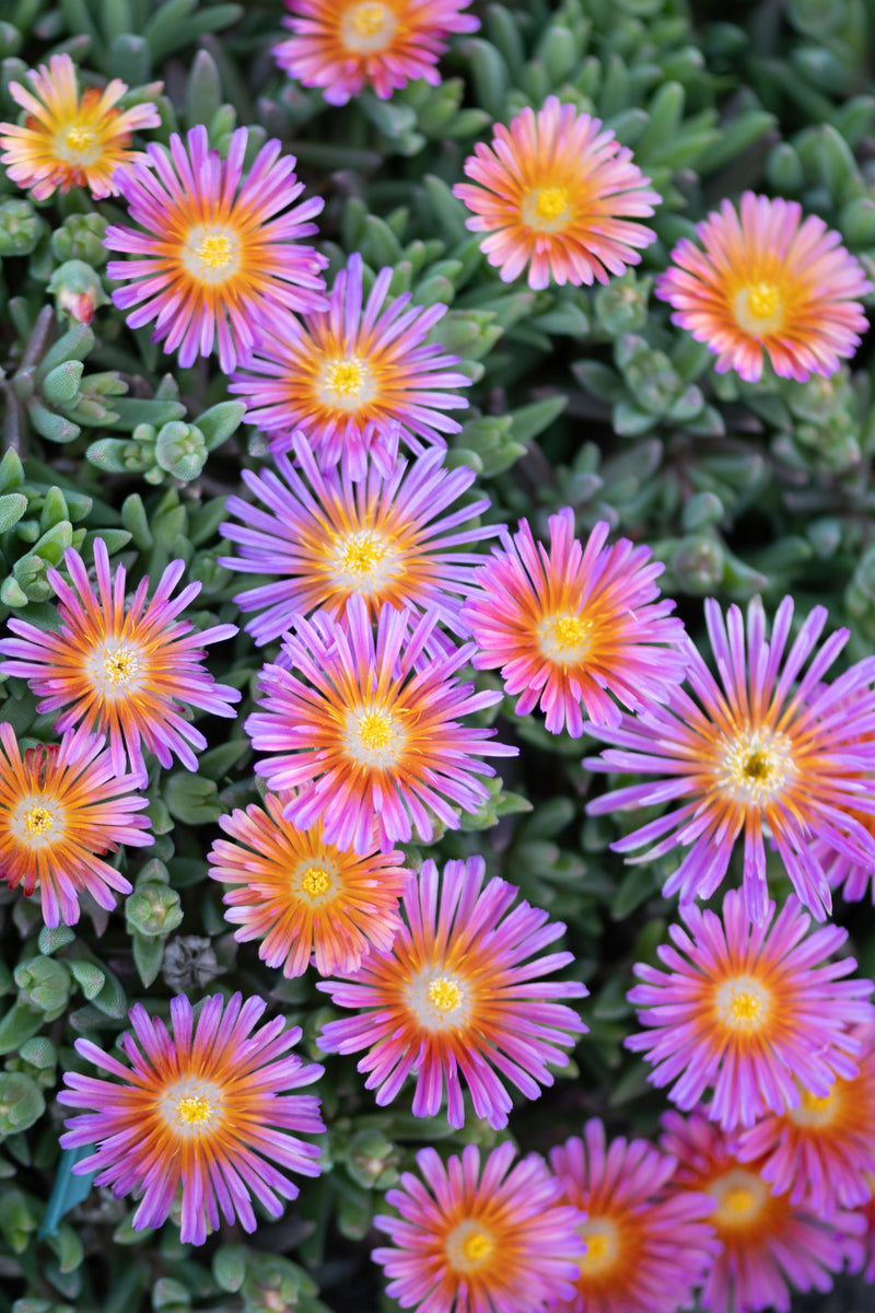 Ice plant flowers in vibrant pink, orange, and purple blooms with yellow centers growing over dense succulent foliage.