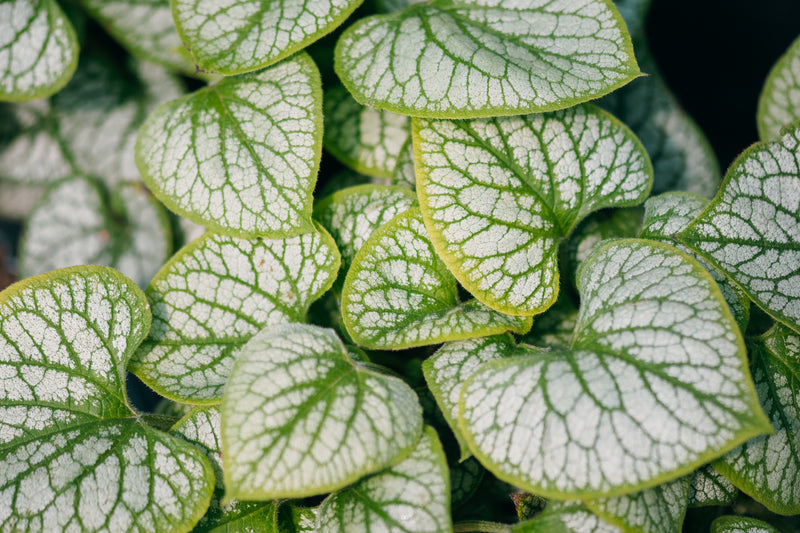 Brunnera macrophylla foliage showing silvery white leaves with bold dark green veining in a dense clump.