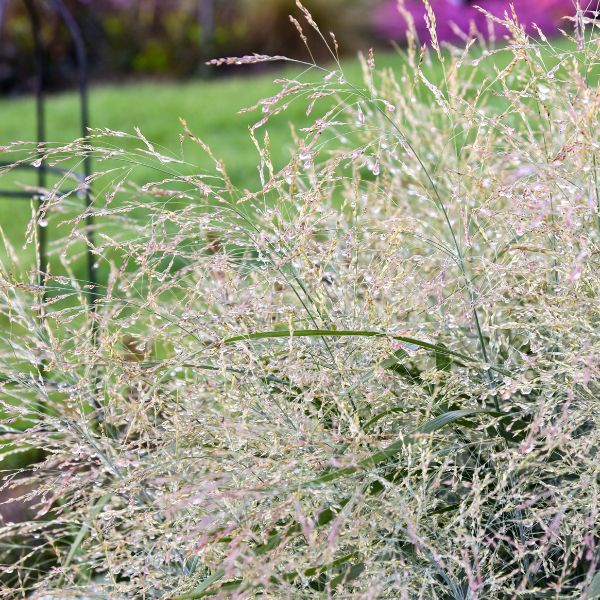 Prairie Winds® 'Niagara Falls' Switch Grass Close Up