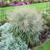 Prairie Winds® 'Niagara Falls' Switch Grass Full Grown In Landscape