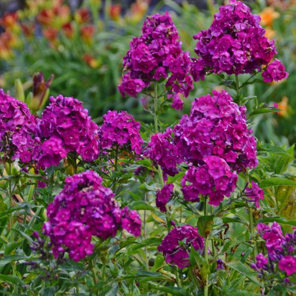 Nicky Tall Garden Phlox Multiple Blooms