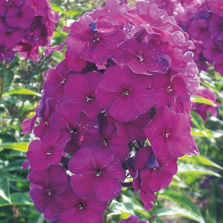 Nicky Tall Garden Phlox Close up Bloom