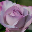 Nicole Carol Miller™ Grandiflora Rose - Rose - Nature Hills Nursery - 3 Container - 