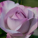 Nicole Carol Miller™ Grandiflora Rose - Rose - Nature Hills Nursery - 3 Container - 