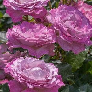 Nicole Carol Miller™ Grandiflora Rose - Rose - Nature Hills Nursery - 3 Container - 