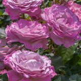 Nicole Carol Miller™ Grandiflora Rose - Rose - Nature Hills Nursery - 3 Container - 