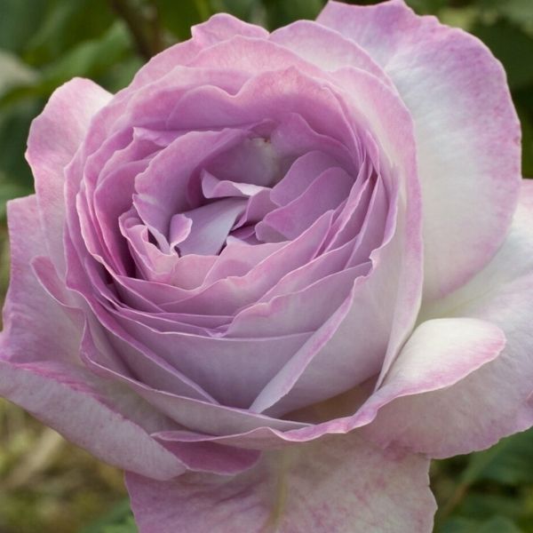 Nicole Carol Miller&trade; Grandiflora Rose