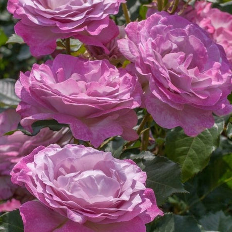 Nicole Carol Miller&trade; Grandiflora Rose