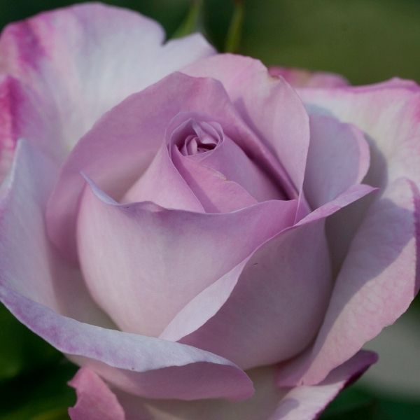 Nicole Carol Miller&trade; Grandiflora Rose