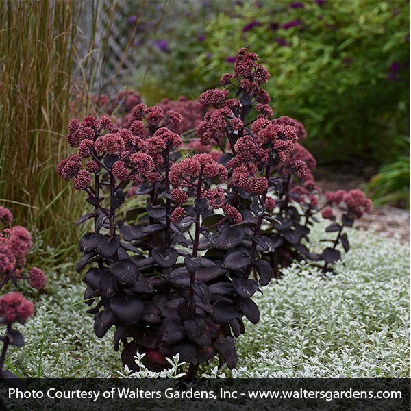 Night Embers Sedum - Nature Hills Nursery - #1 Container - 