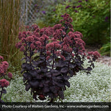 Night Embers Sedum - Nature Hills Nursery - #1 Container - 