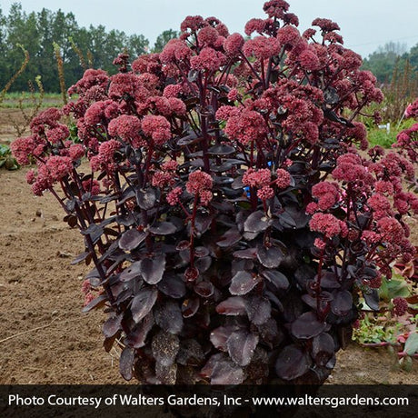 Night Embers Sedum - Nature Hills Nursery - #1 Container - 