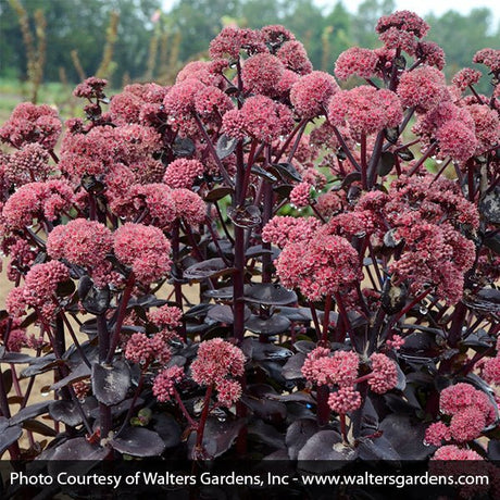 Night Embers Sedum - Nature Hills Nursery - #1 Container - 