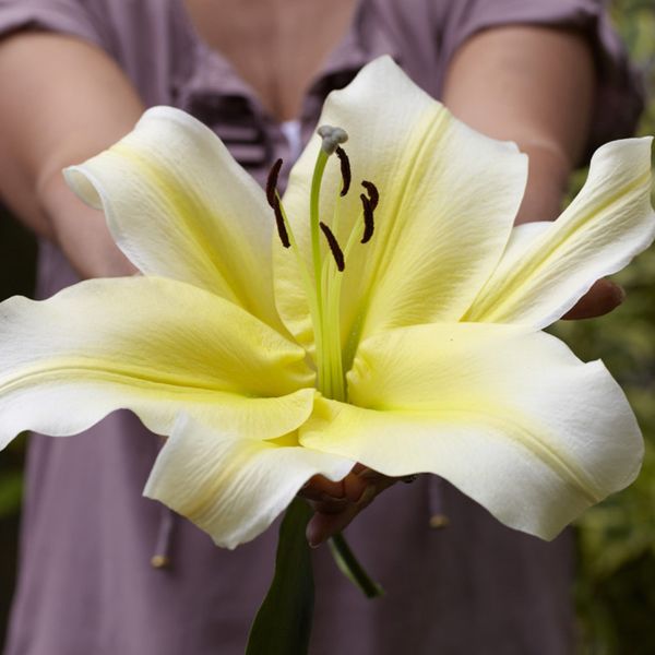 Night Flyer Lily - Nature Hills Nursery - 3 Pack Bulbs - 