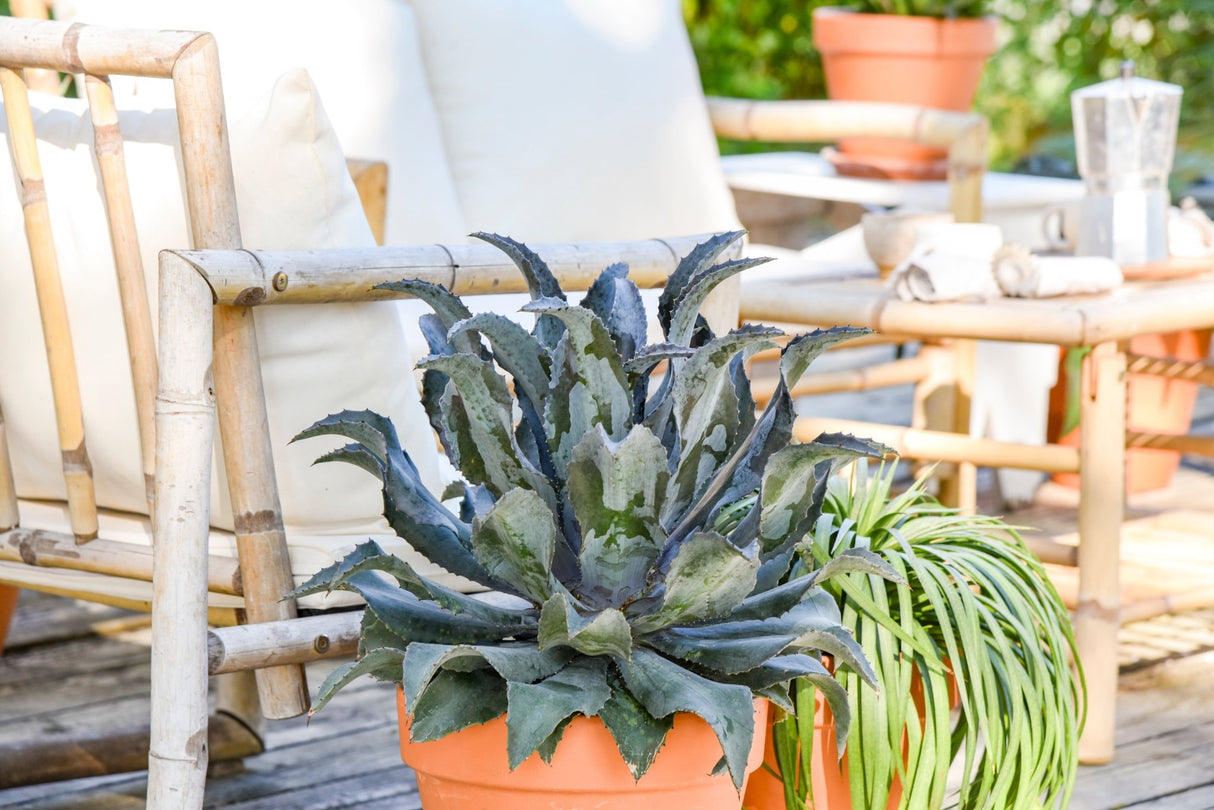 Night Owl mangave growing in a terracotta patio pot, forming a wide rosette of toothed dusky blue leaves