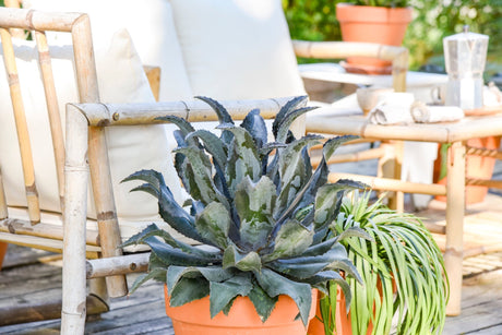 Night Owl mangave growing in a terracotta patio pot, forming a wide rosette of toothed dusky blue leaves