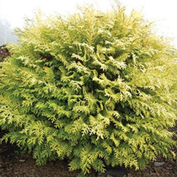Night Light® Hinoki Cypress