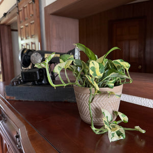 N'Joy Pothos in a 6 inch hanging basket, view 2