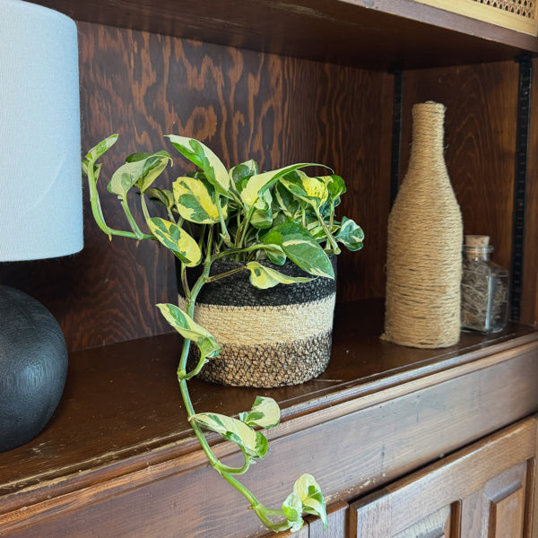 N'Joy Pothos in a 6 inch hanging basket