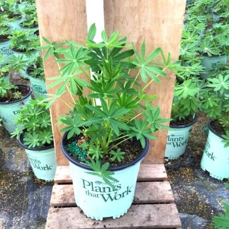 Noble Maiden White Lupine