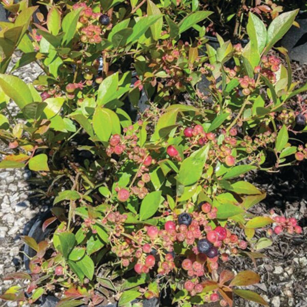 Nocturne Blueberry Bush - Nature Hills Nursery - #1 Container - 